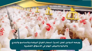 بورصة الدواجن تعلن تحديث أسعار الفراخ البيضاء والساسو والبلدي والبانيه والبيض اليوم في الأسواق المصرية